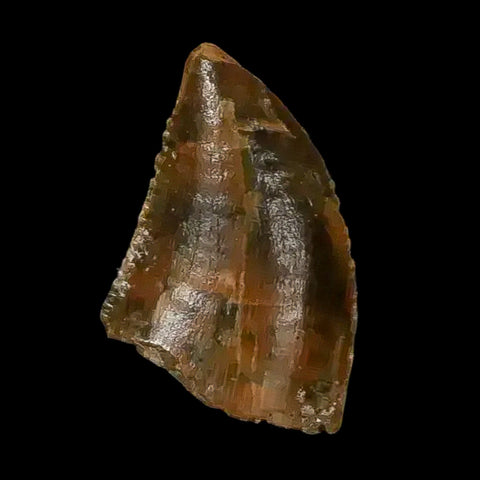 0.4 Abelisaur Serrated Tooth Fossil Cretaceous Age Dinosaur Morocco COA, Display - Fossil Age Minerals