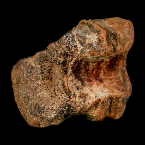 2.3" Ankylosaurus Fossil Vertebrae Hell Creek FM Cretaceous Dinosaur MT COA Stand - Fossil Age Minerals