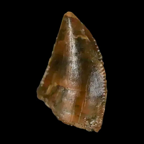 0.4 Abelisaur Serrated Tooth Fossil Cretaceous Age Dinosaur Morocco COA, Display - Fossil Age Minerals