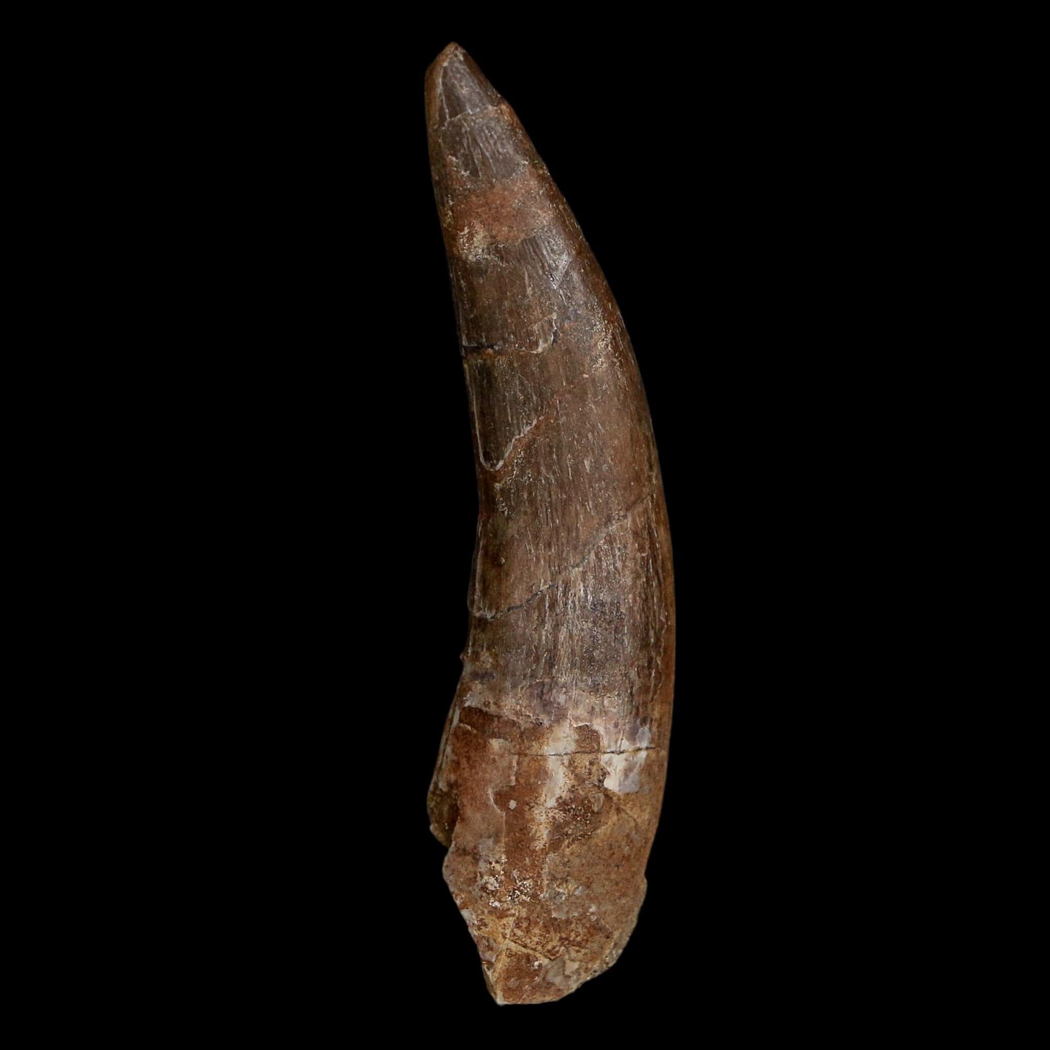 XL 2.3" Plesiosaur Zarafasaura Tooth Fossil Cretaceous Dinosaur Era COA, Stand