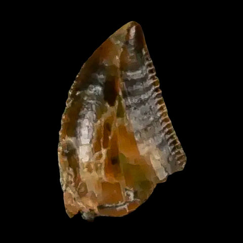 0.4 Abelisaur Serrated Tooth Fossil Cretaceous Age Dinosaur Morocco COA, Display - Fossil Age Minerals