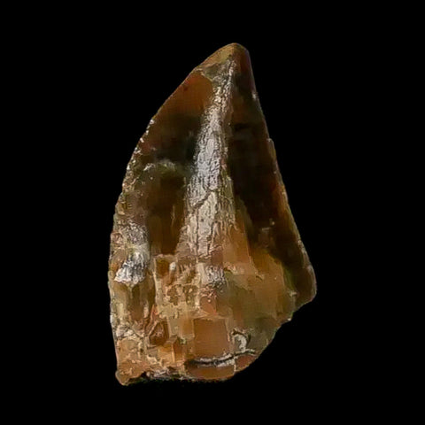 0.4 Abelisaur Serrated Tooth Fossil Cretaceous Age Dinosaur Morocco COA, Display - Fossil Age Minerals