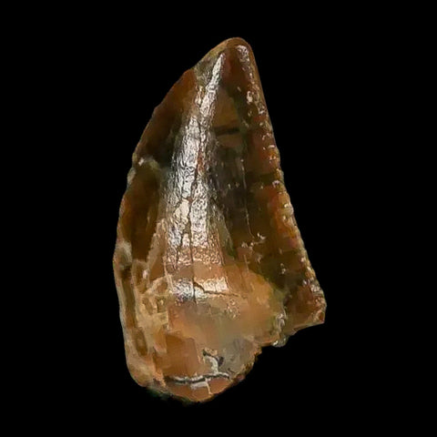 0.4 Abelisaur Serrated Tooth Fossil Cretaceous Age Dinosaur Morocco COA, Display - Fossil Age Minerals