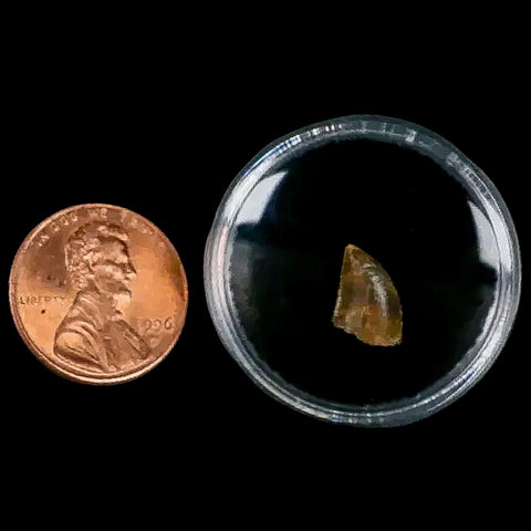 0.4 Abelisaur Serrated Tooth Fossil Cretaceous Age Dinosaur Morocco COA, Display - Fossil Age Minerals