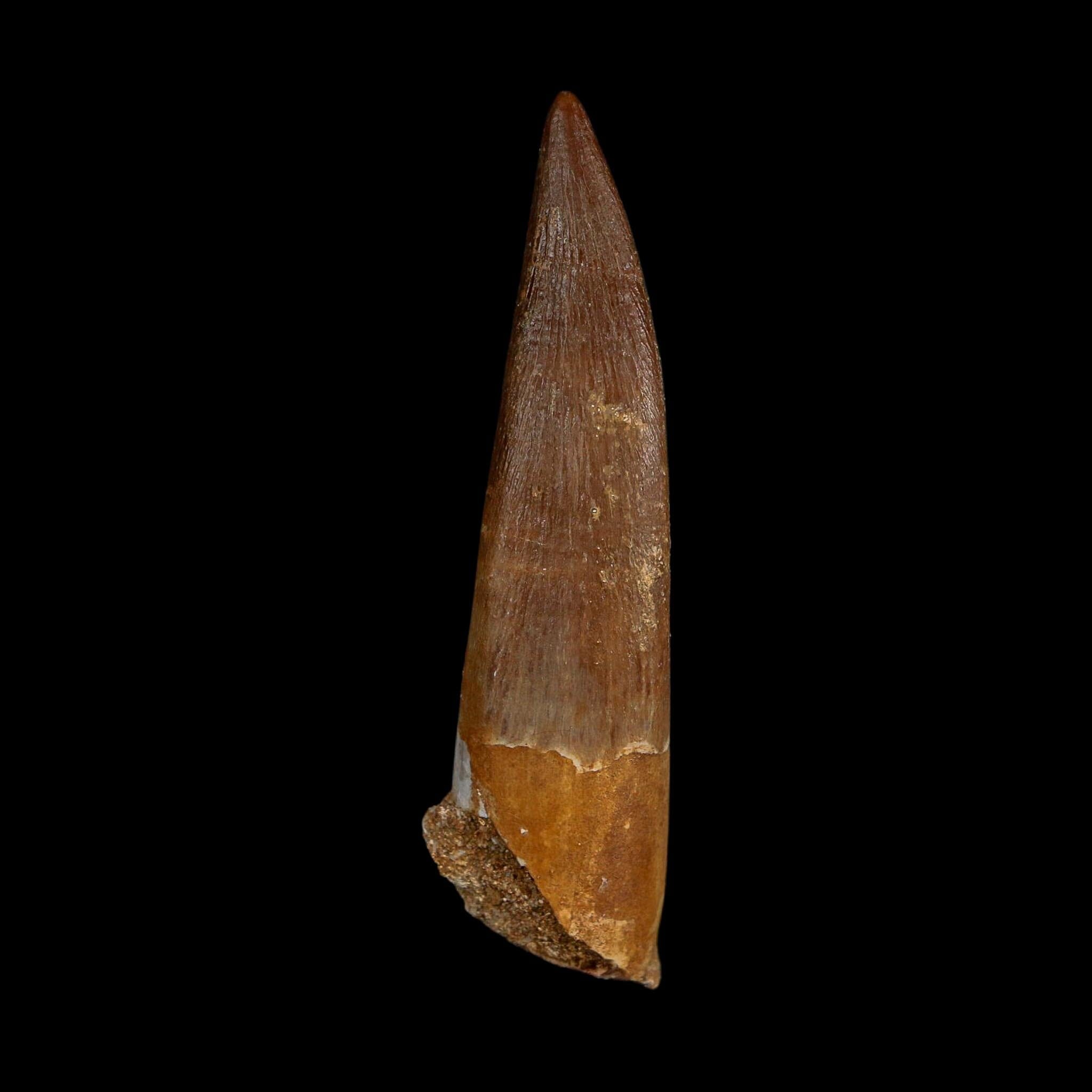 XL 2.4" Plesiosaur Zarafasaura Tooth Fossil Cretaceous Dinosaur Era COA, Stand