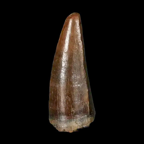 0.5 Crocodile Borealosuchus Fossil Tooth Judith River FM Montana COA Display - Fossil Age Minerals