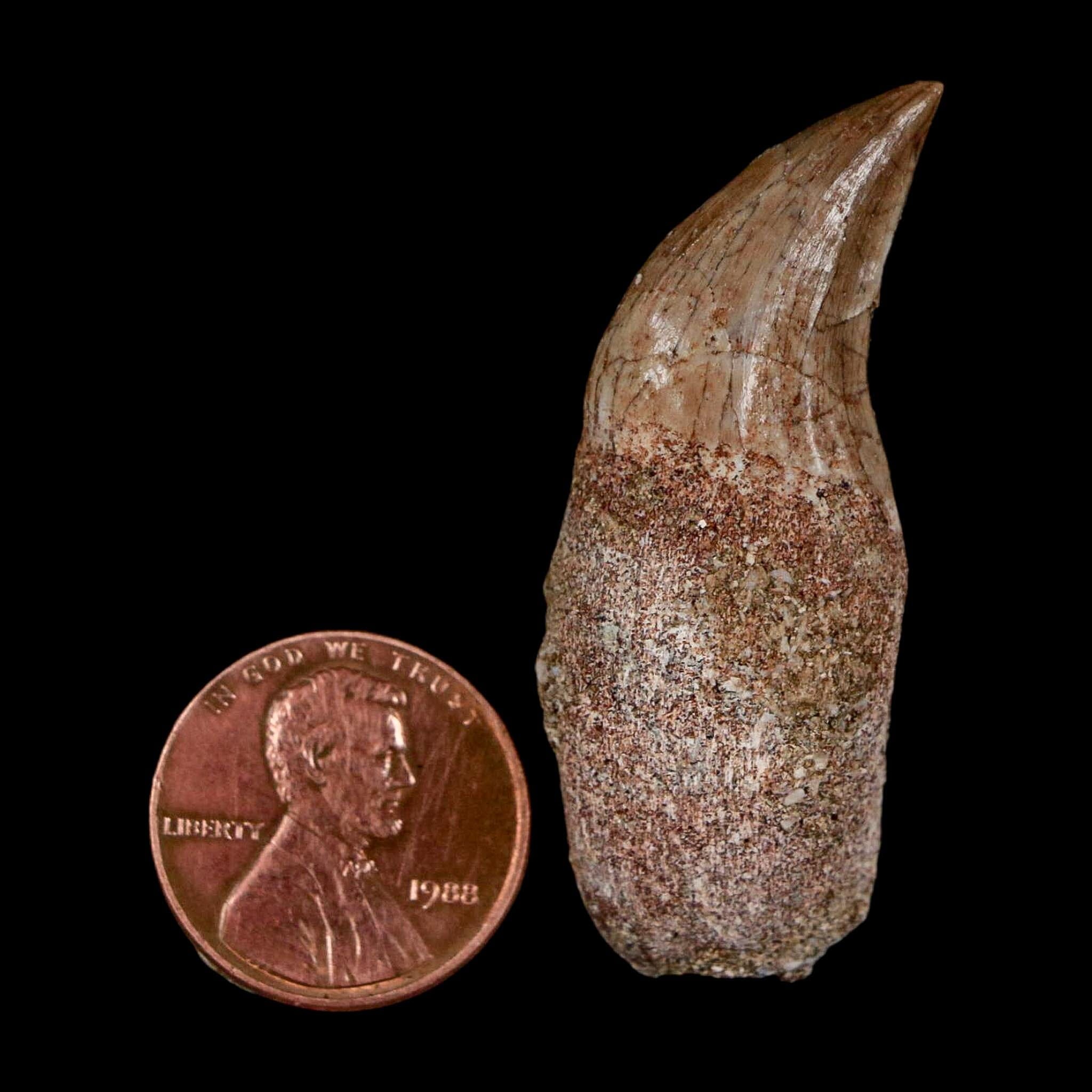 1.8" Halisaurus Walkeri Mosasaur Fossil Tooth Rooted Cretaceous Dinosaur Era COA - Fossil Age Minerals