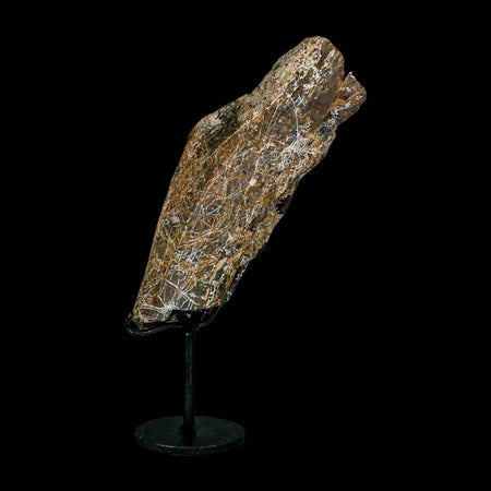 6.1" Camarasaurus Dinosaur Fossil Rib Bone Morrison FM CO Jurassic Age COA Stand