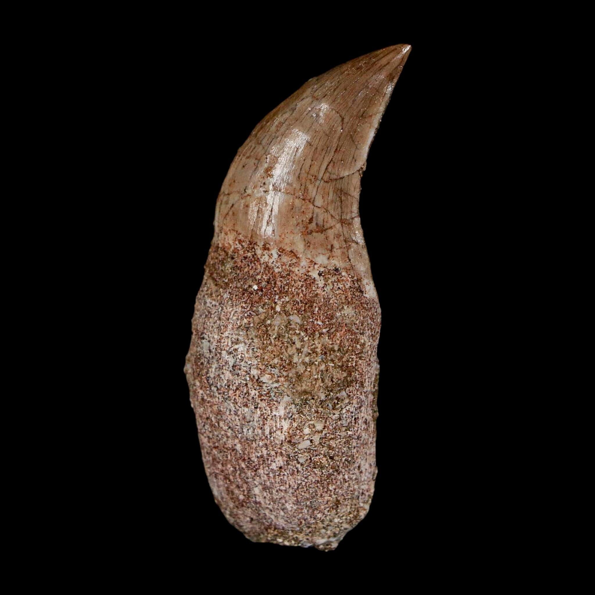 1.8" Halisaurus Walkeri Mosasaur Fossil Tooth Rooted Cretaceous Dinosaur Era COA - Fossil Age Minerals