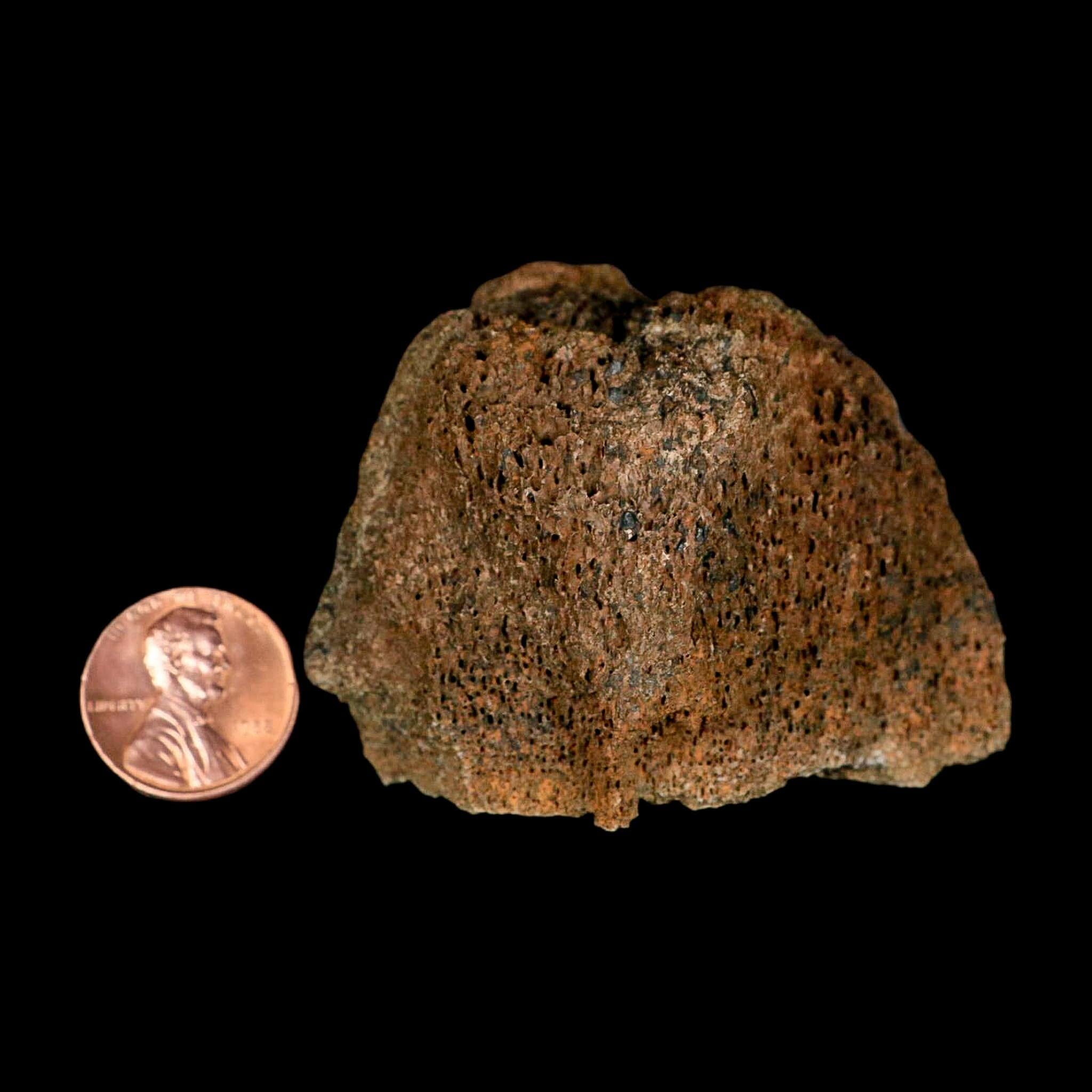 2.3" Torosaurus Bone Marrow Fossil Lance Creek FM Cretaceous WY Dinosaur COA - Fossil Age Minerals