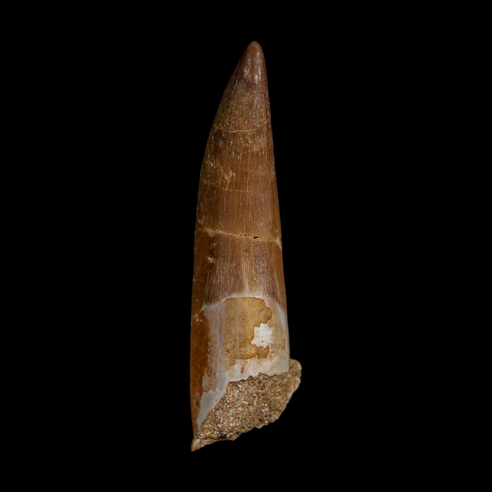 XL 2.4" Plesiosaur Zarafasaura Tooth Fossil Cretaceous Dinosaur Era COA, Stand