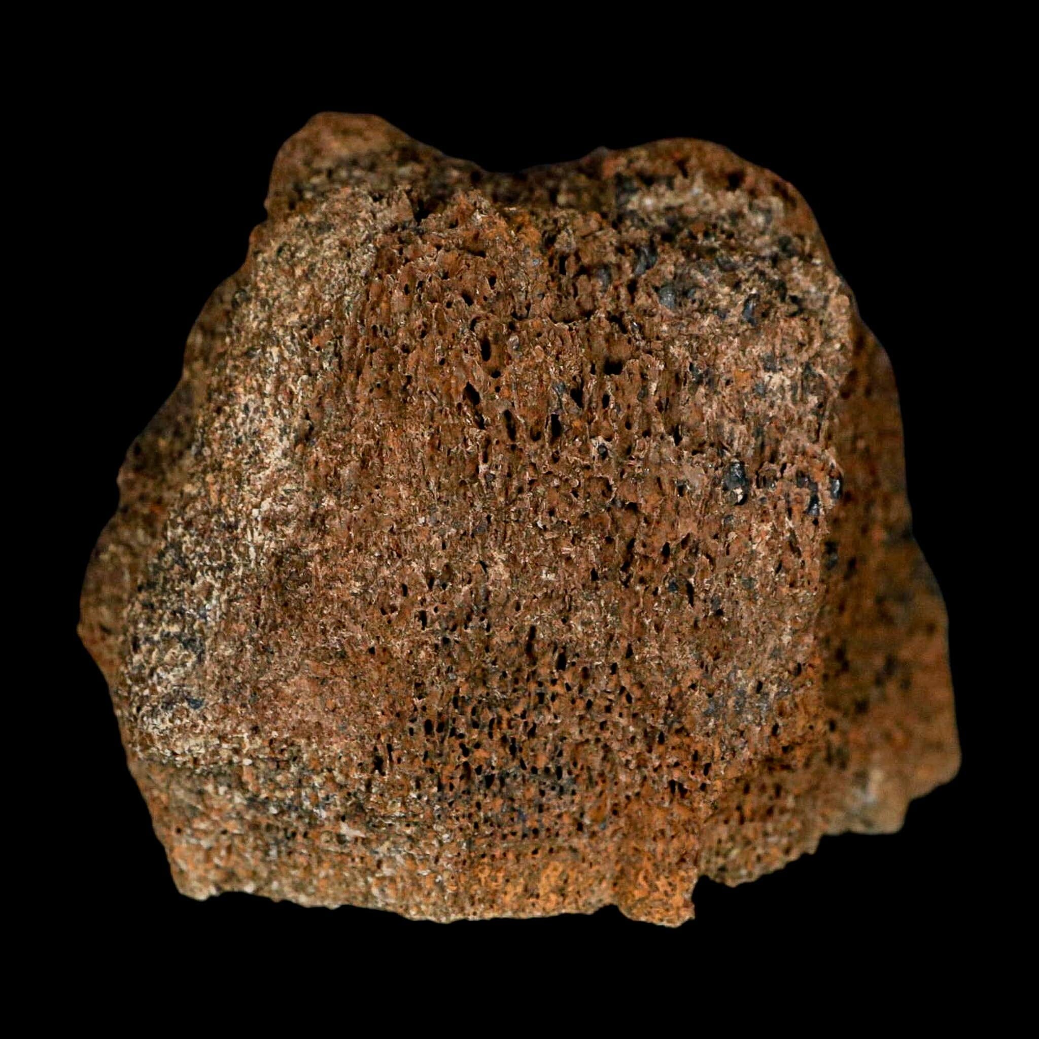 2.3" Torosaurus Bone Marrow Fossil Lance Creek FM Cretaceous WY Dinosaur COA - Fossil Age Minerals