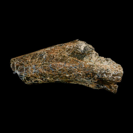 6.1" Camarasaurus Dinosaur Fossil Rib Bone Morrison FM CO Jurassic Age COA Stand