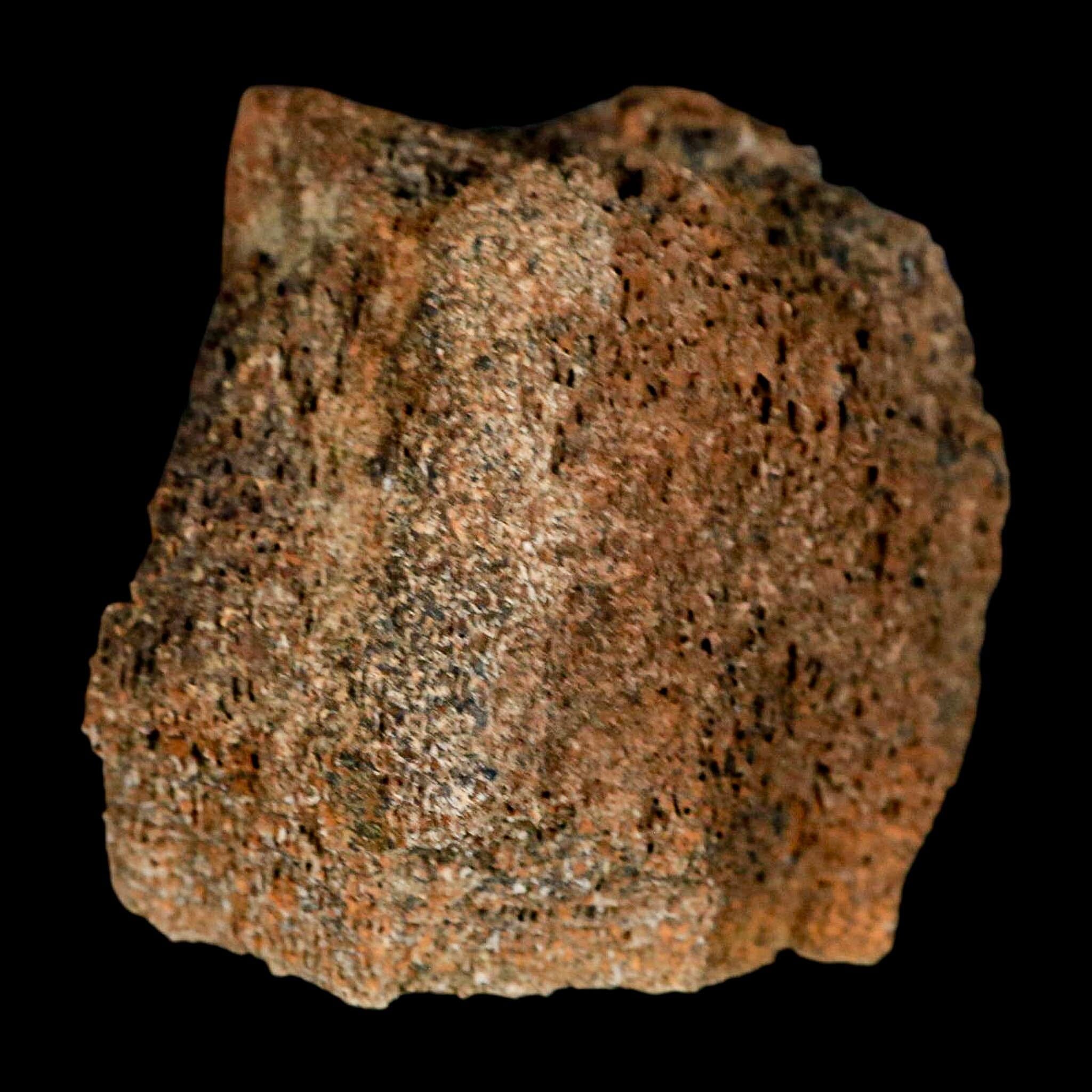 2.3" Torosaurus Bone Marrow Fossil Lance Creek FM Cretaceous WY Dinosaur COA - Fossil Age Minerals