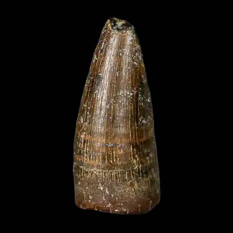 0.5 Crocodile Borealosuchus Fossil Tooth Judith River FM Montana COA Display - Fossil Age Minerals