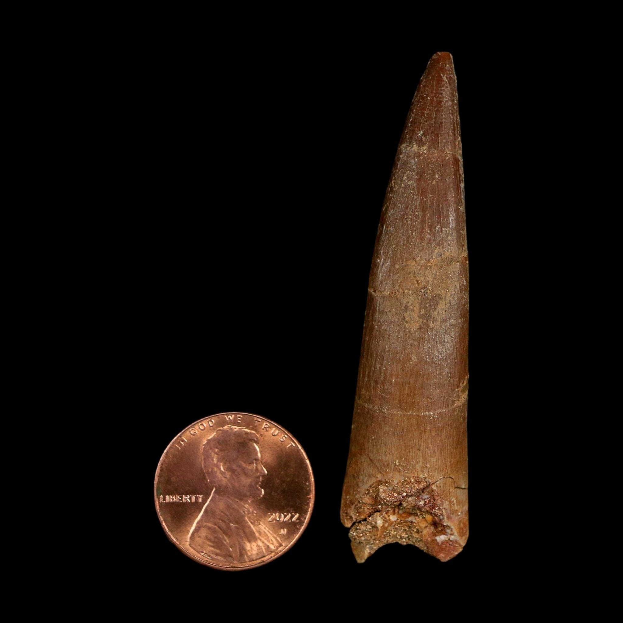 XL 2.4" Plesiosaur Zarafasaura Tooth Fossil Cretaceous Dinosaur Era COA, Stand