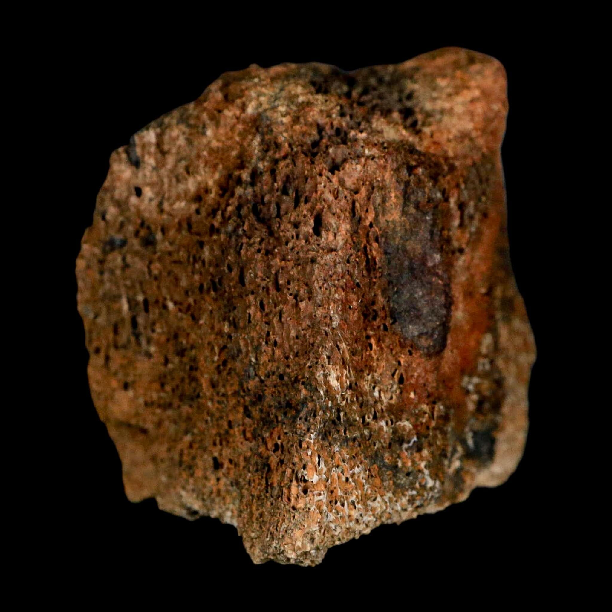 2.3" Torosaurus Bone Marrow Fossil Lance Creek FM Cretaceous WY Dinosaur COA - Fossil Age Minerals