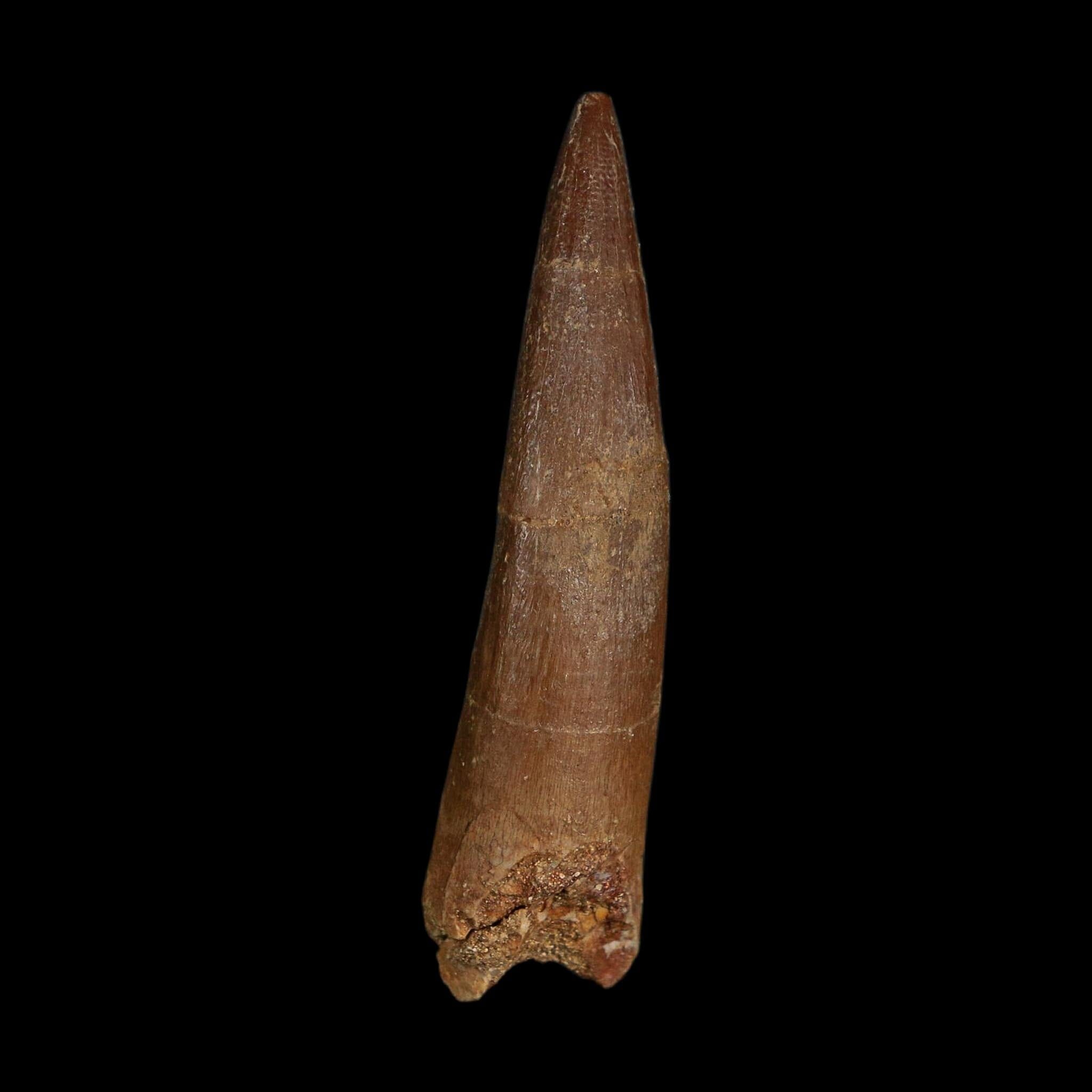 XL 2.4" Plesiosaur Zarafasaura Tooth Fossil Cretaceous Dinosaur Era COA, Stand