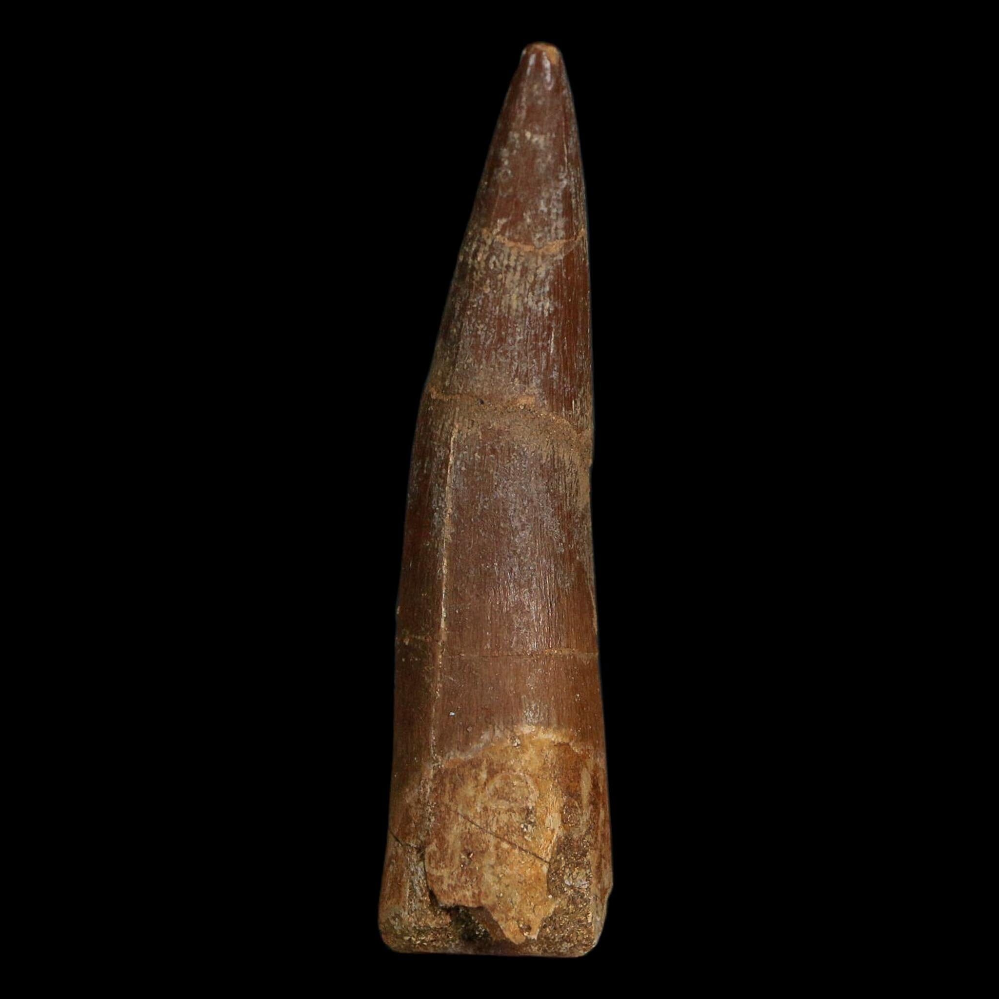 XL 2.4" Plesiosaur Zarafasaura Tooth Fossil Cretaceous Dinosaur Era COA, Stand