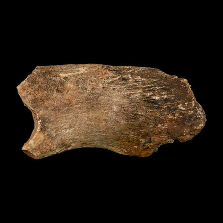 2.4" Hadrosaur Dinosaur Fossil Rib Bone Hell Creek FM MT COA Metal Stand