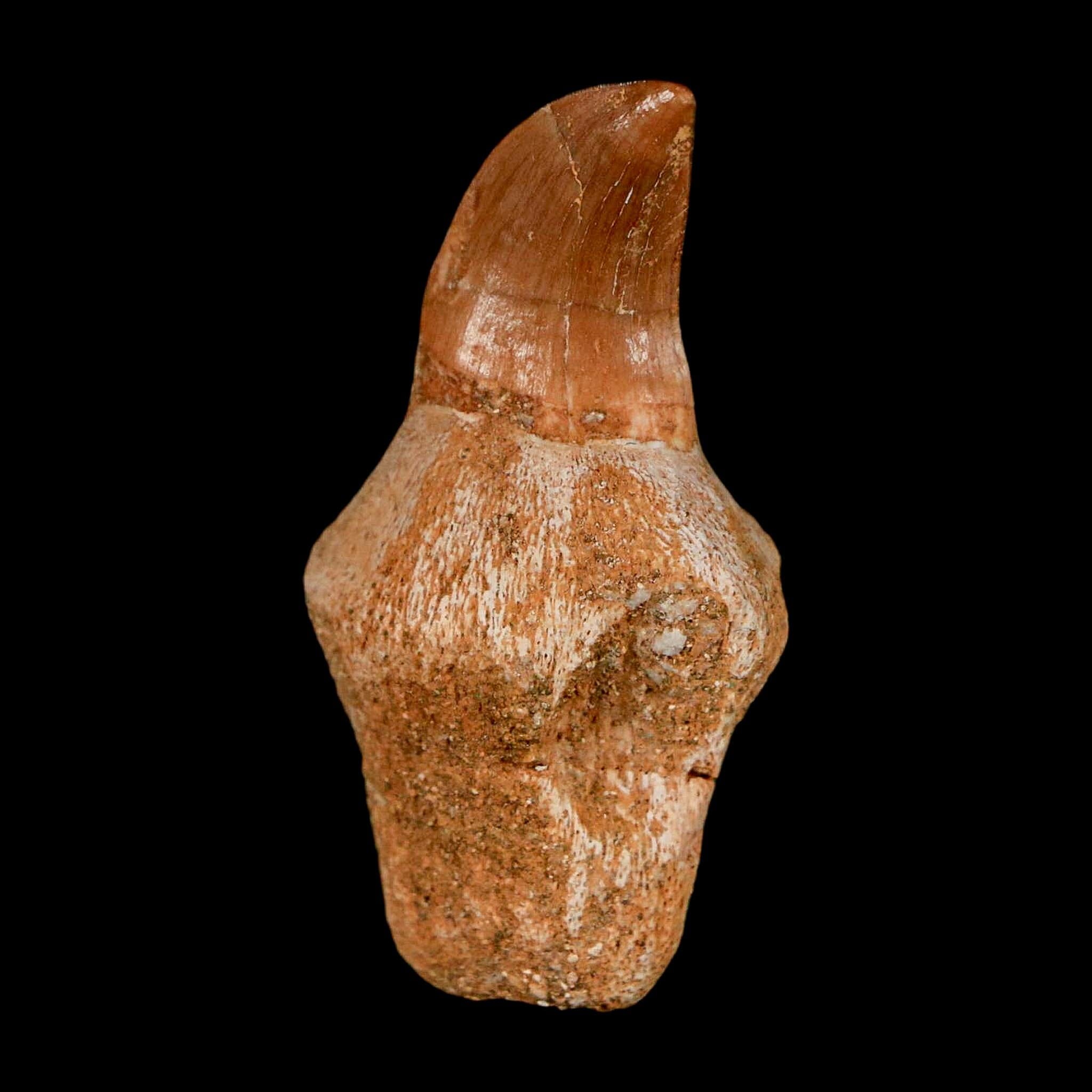 1.6" Halisaurus Walkeri Mosasaur Fossil Tooth Rooted Cretaceous Dinosaur Era COA - Fossil Age Minerals