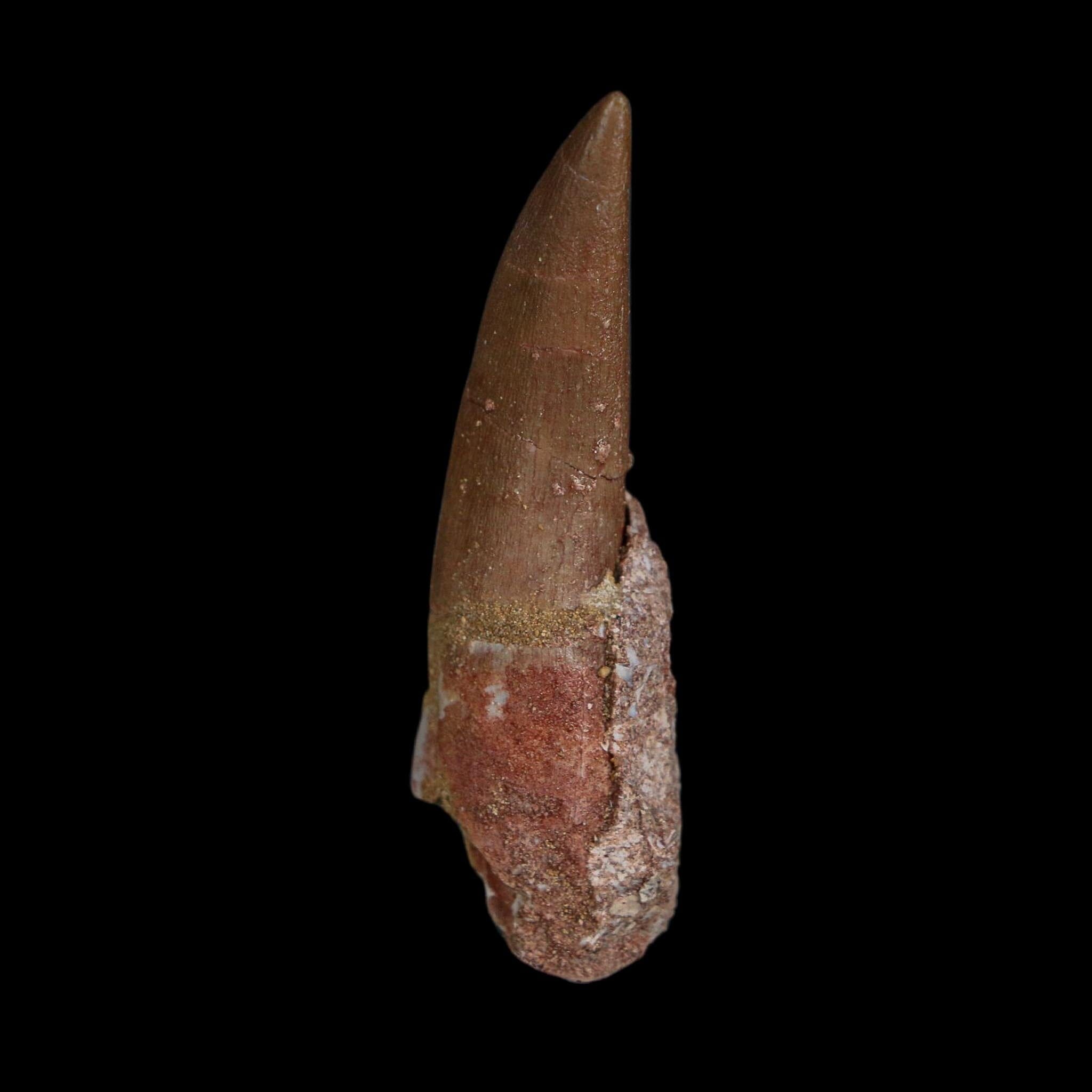 XL 2.3" Plesiosaur Zarafasaura Tooth Fossil Cretaceous Dinosaur Era COA, Stand