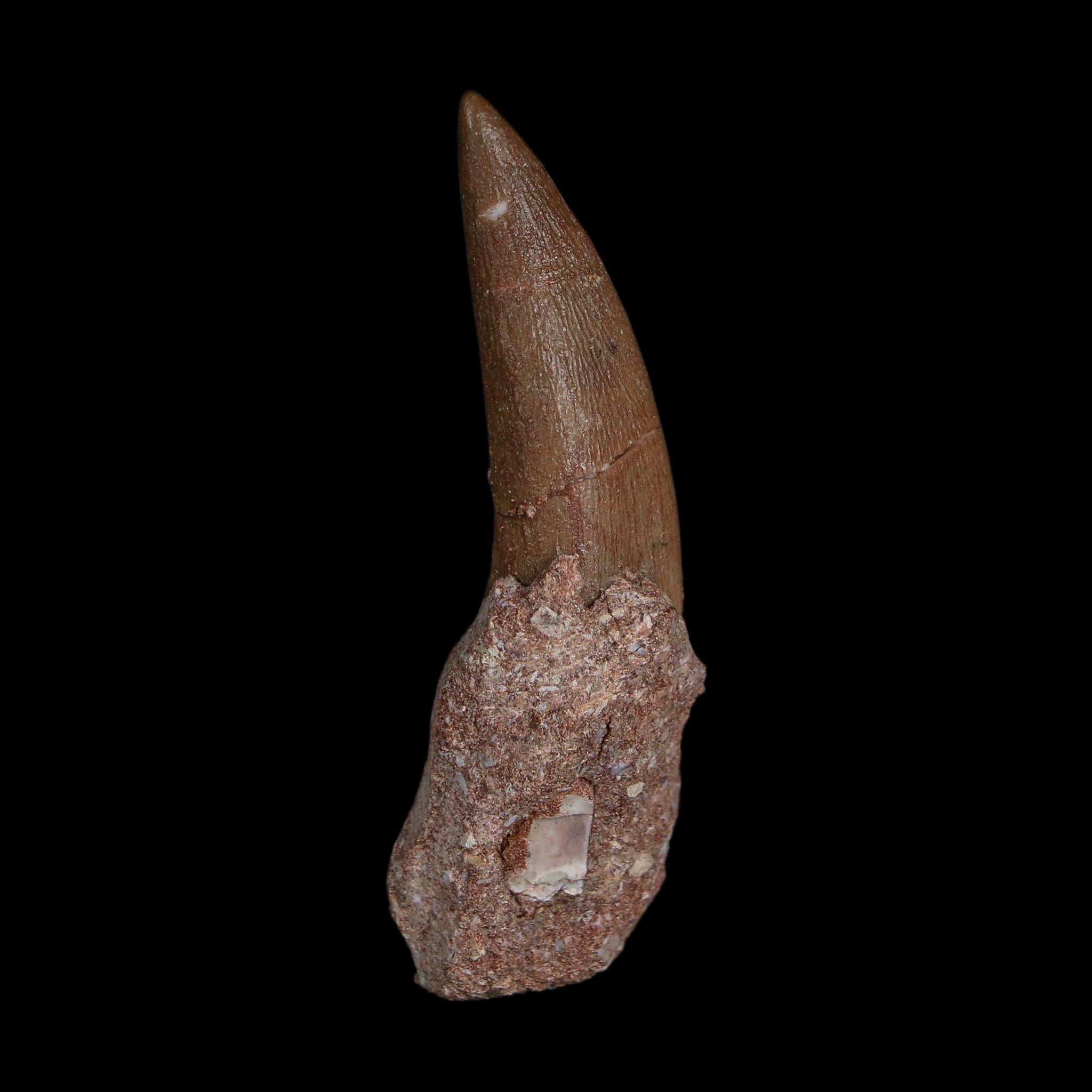 XL 2.3" Plesiosaur Zarafasaura Tooth Fossil Cretaceous Dinosaur Era COA, Stand