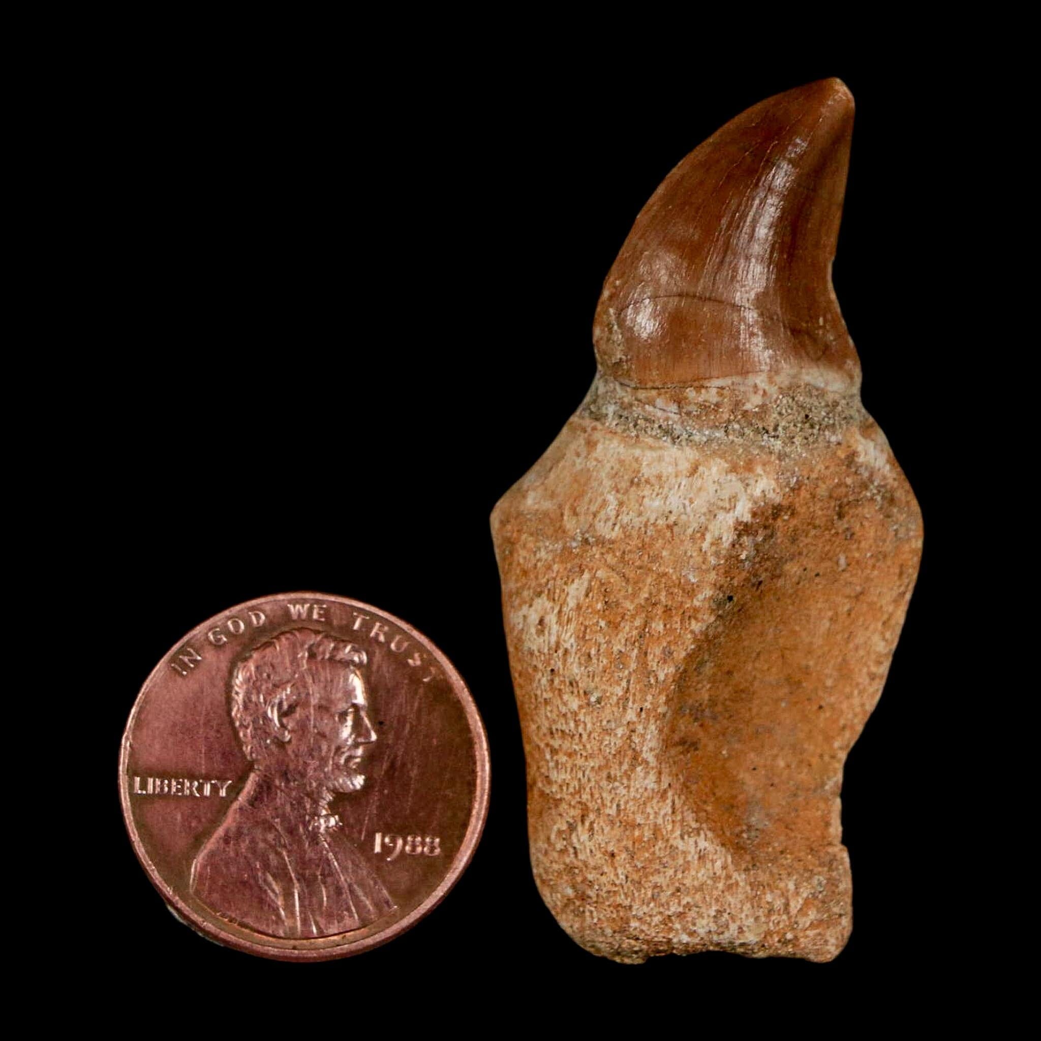 1.8" Halisaurus Walkeri Mosasaur Fossil Tooth Rooted Cretaceous Dinosaur Era COA - Fossil Age Minerals