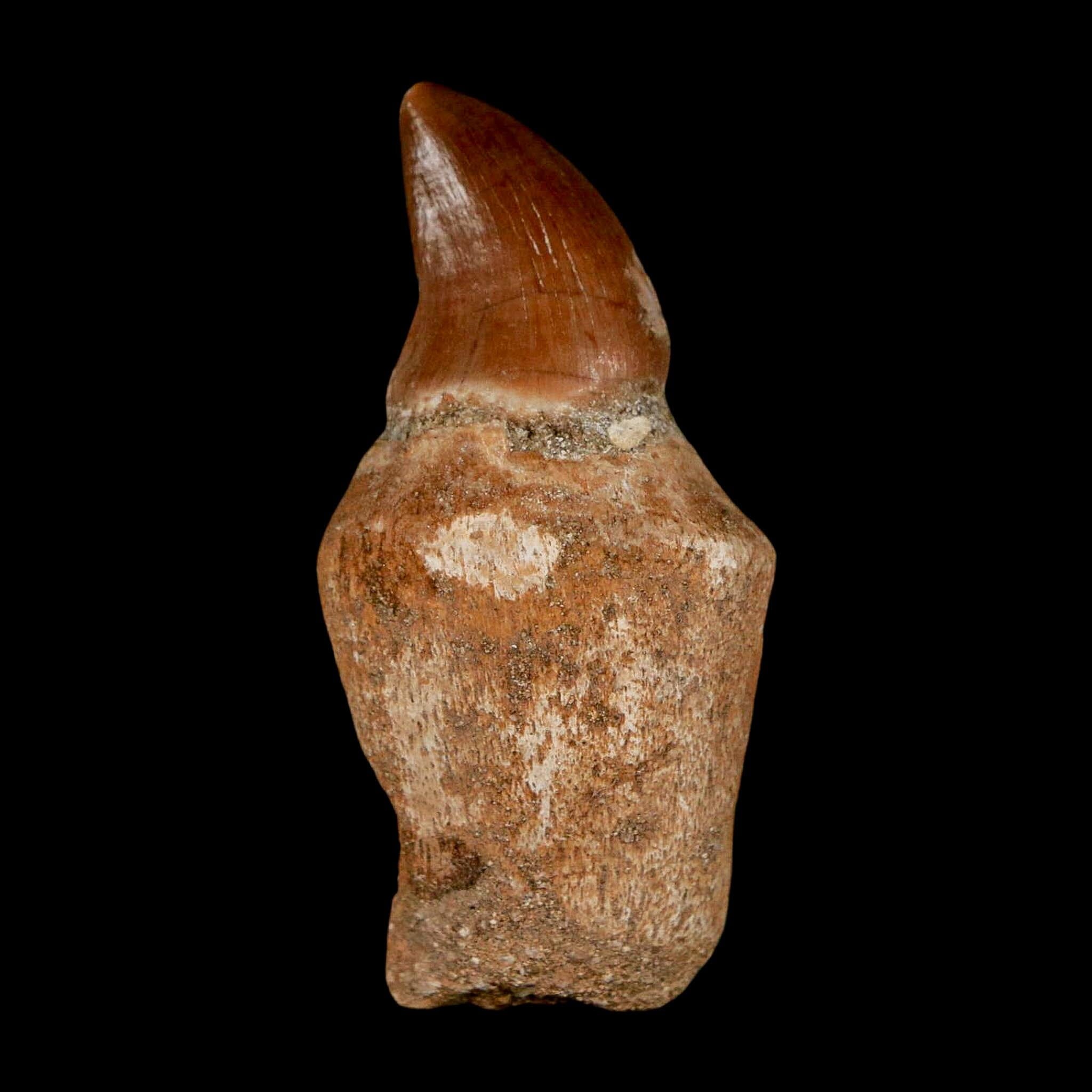 1.8" Halisaurus Walkeri Mosasaur Fossil Tooth Rooted Cretaceous Dinosaur Era COA - Fossil Age Minerals