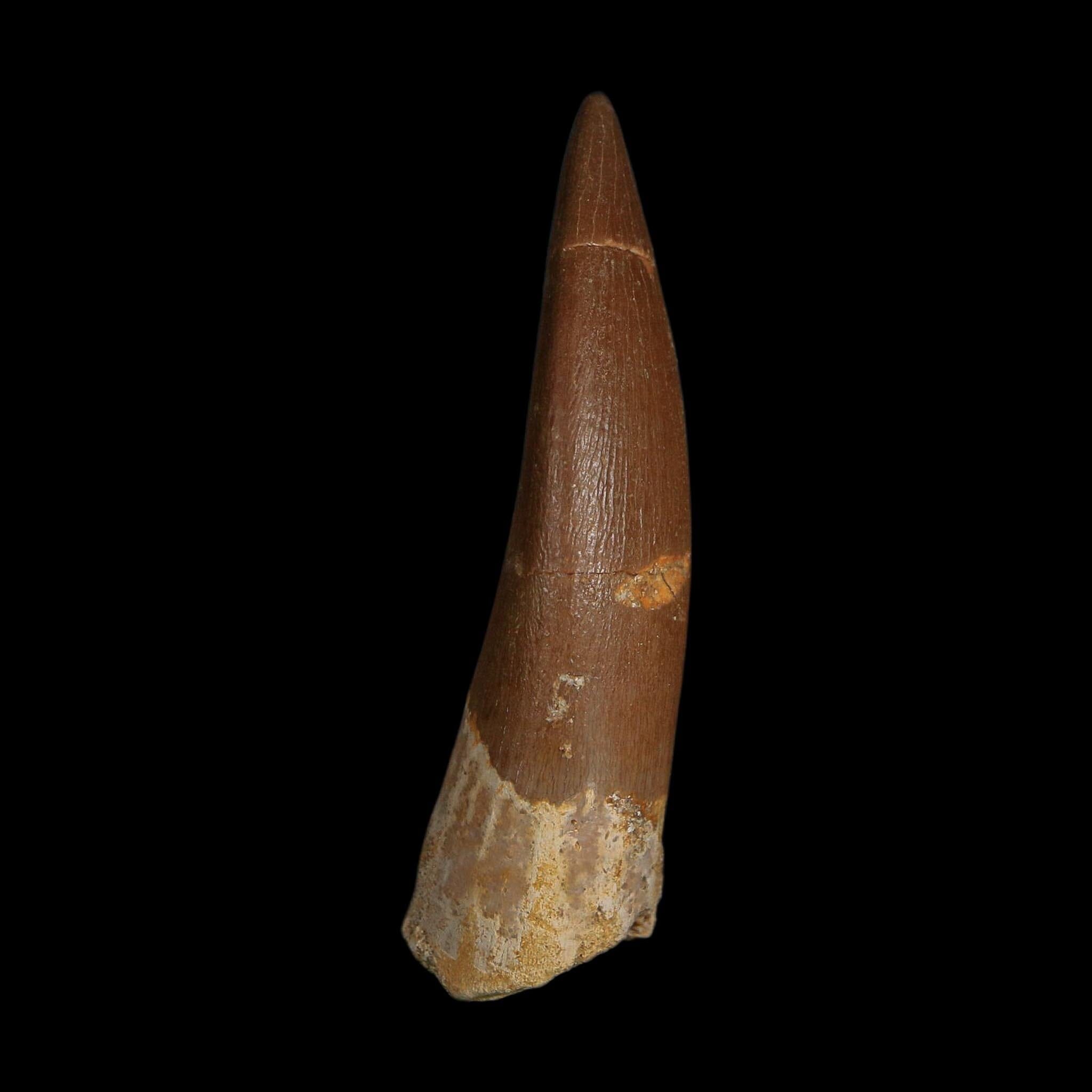 XL 2.2" Plesiosaur Zarafasaura Tooth Fossil Cretaceous Dinosaur Era COA, Stand