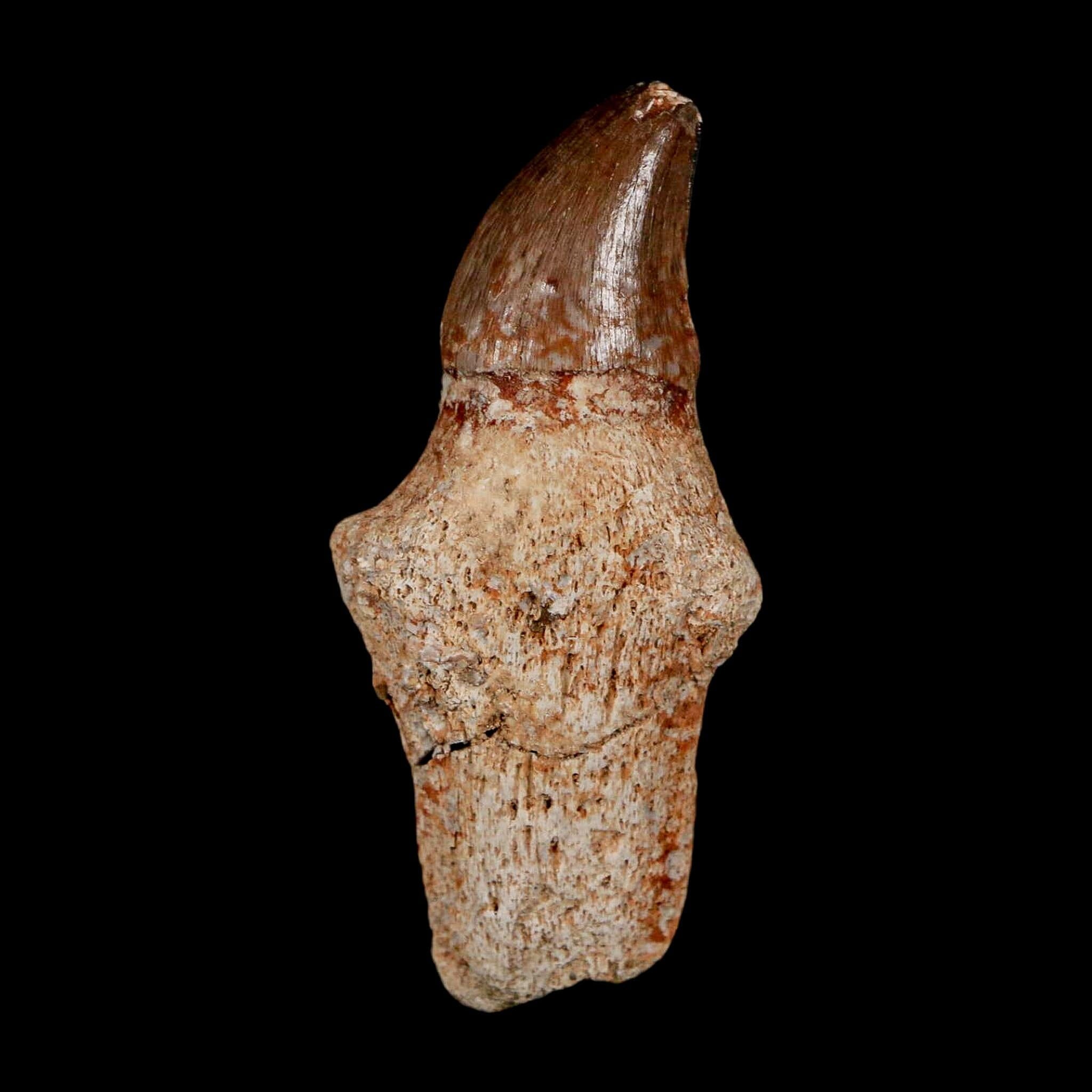 2.1" Halisaurus Walkeri Mosasaur Fossil Tooth Rooted Cretaceous Dinosaur Era COA - Fossil Age Minerals