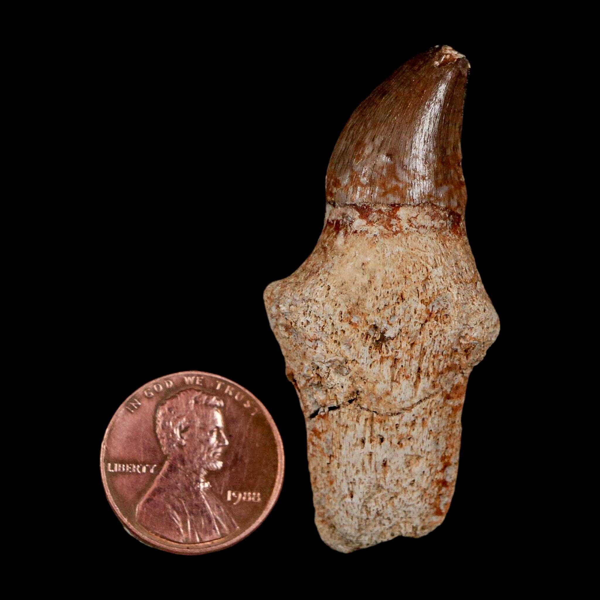 2.1" Halisaurus Walkeri Mosasaur Fossil Tooth Rooted Cretaceous Dinosaur Era COA - Fossil Age Minerals