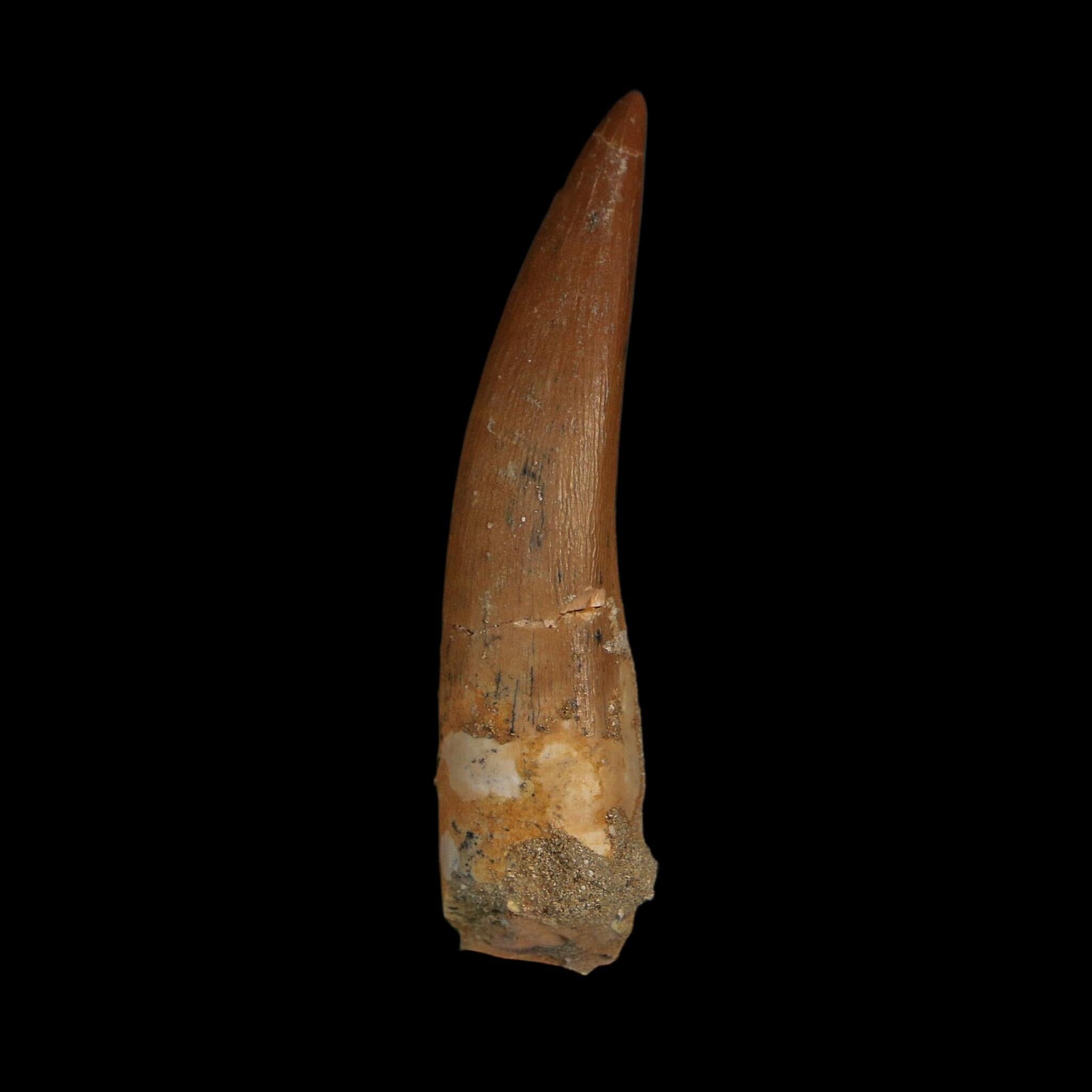 XL 2.2" Plesiosaur Zarafasaura Tooth Fossil Cretaceous Dinosaur Era COA, Stand