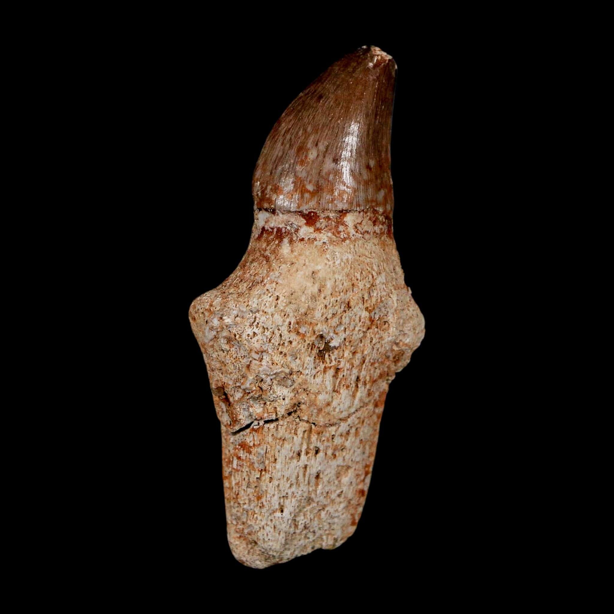 2.1" Halisaurus Walkeri Mosasaur Fossil Tooth Rooted Cretaceous Dinosaur Era COA - Fossil Age Minerals