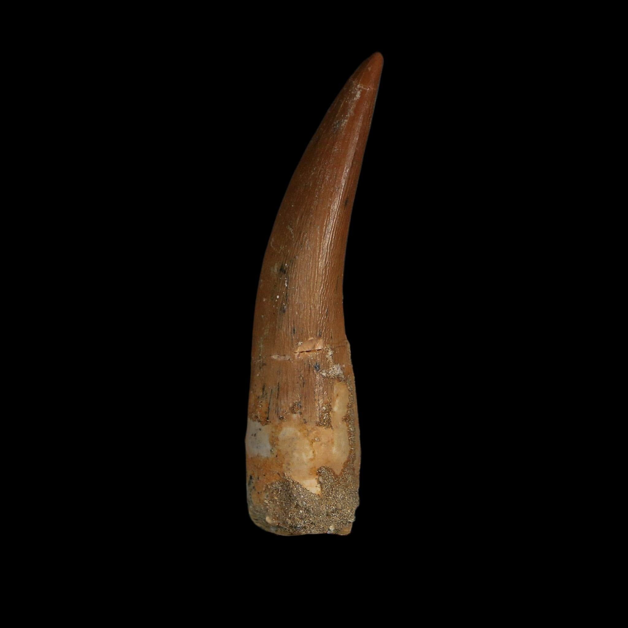 XL 2.2" Plesiosaur Zarafasaura Tooth Fossil Cretaceous Dinosaur Era COA, Stand