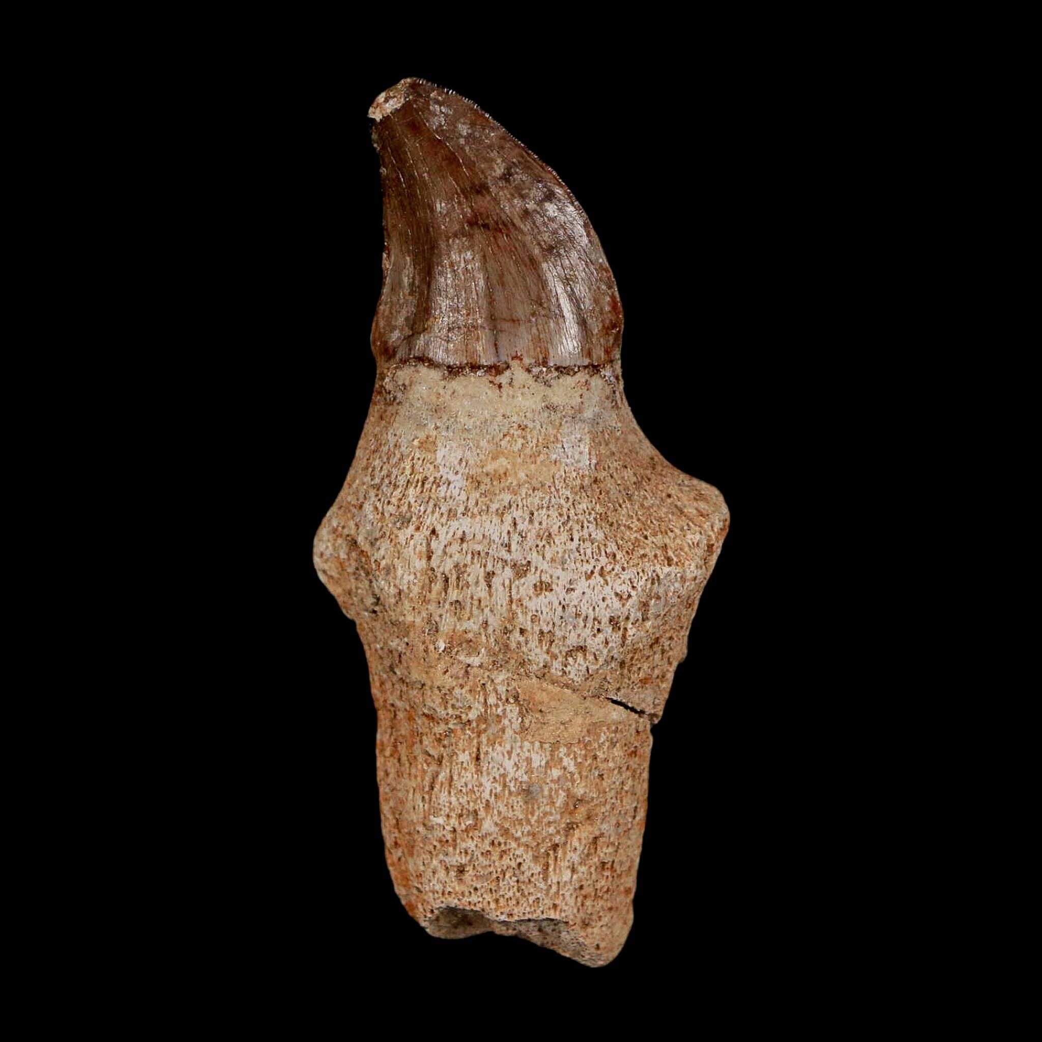 2.1" Halisaurus Walkeri Mosasaur Fossil Tooth Rooted Cretaceous Dinosaur Era COA - Fossil Age Minerals