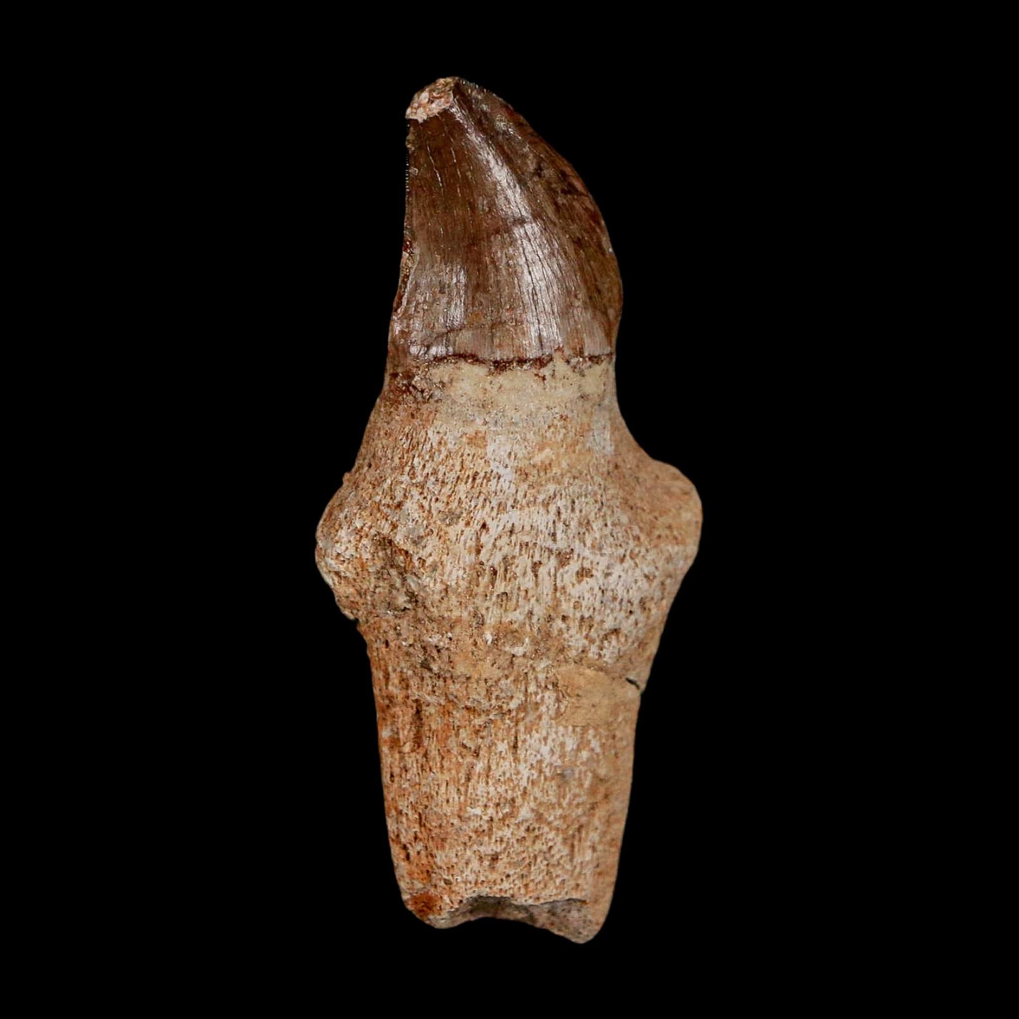 2.1" Halisaurus Walkeri Mosasaur Fossil Tooth Rooted Cretaceous Dinosaur Era COA - Fossil Age Minerals