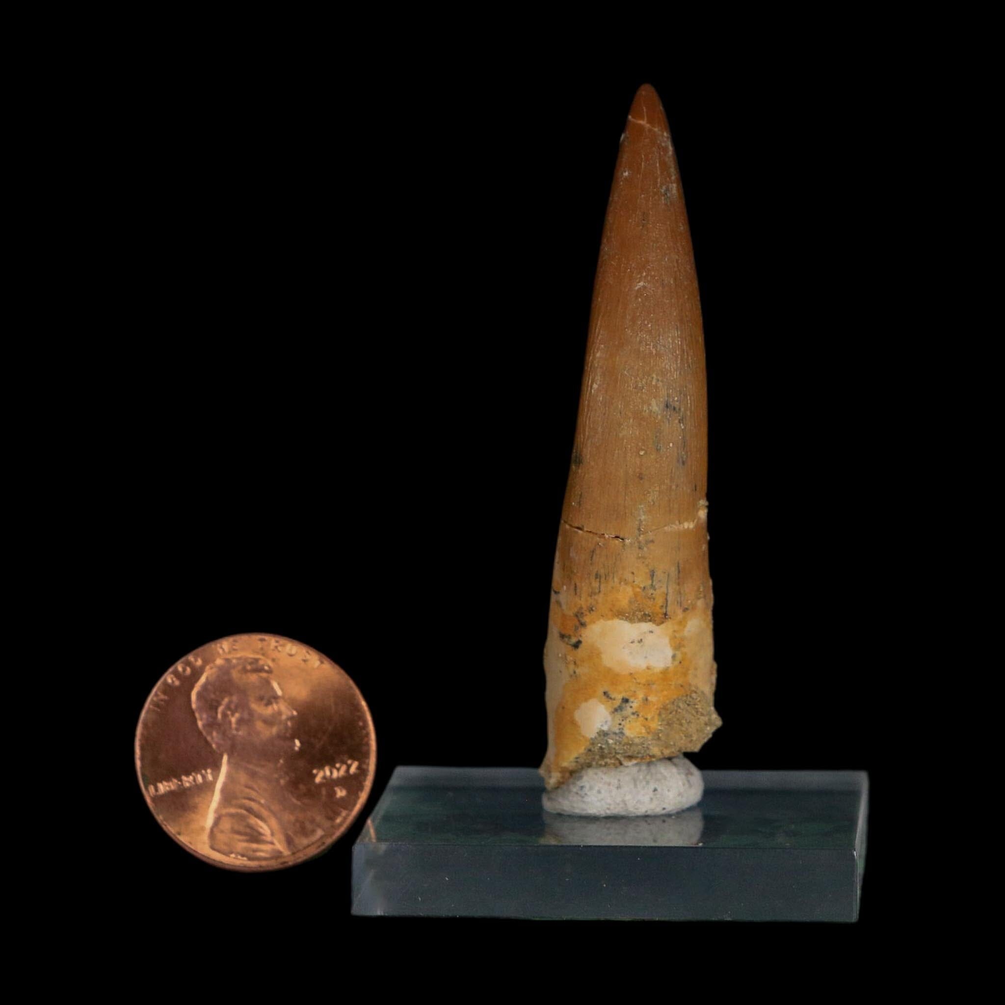 XL 2.2" Plesiosaur Zarafasaura Tooth Fossil Cretaceous Dinosaur Era COA, Stand