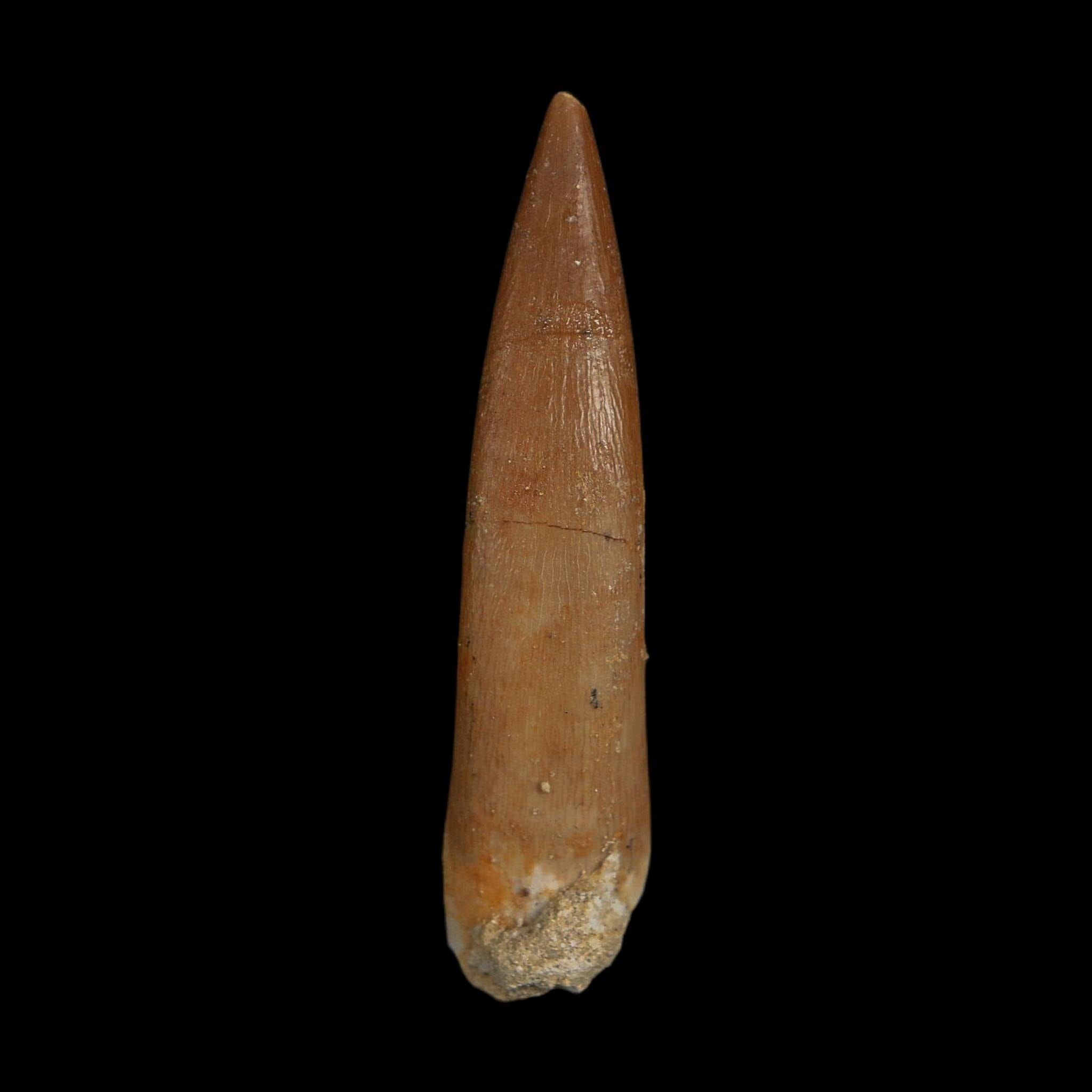 XL 2.2" Plesiosaur Zarafasaura Tooth Fossil Cretaceous Dinosaur Era COA, Stand