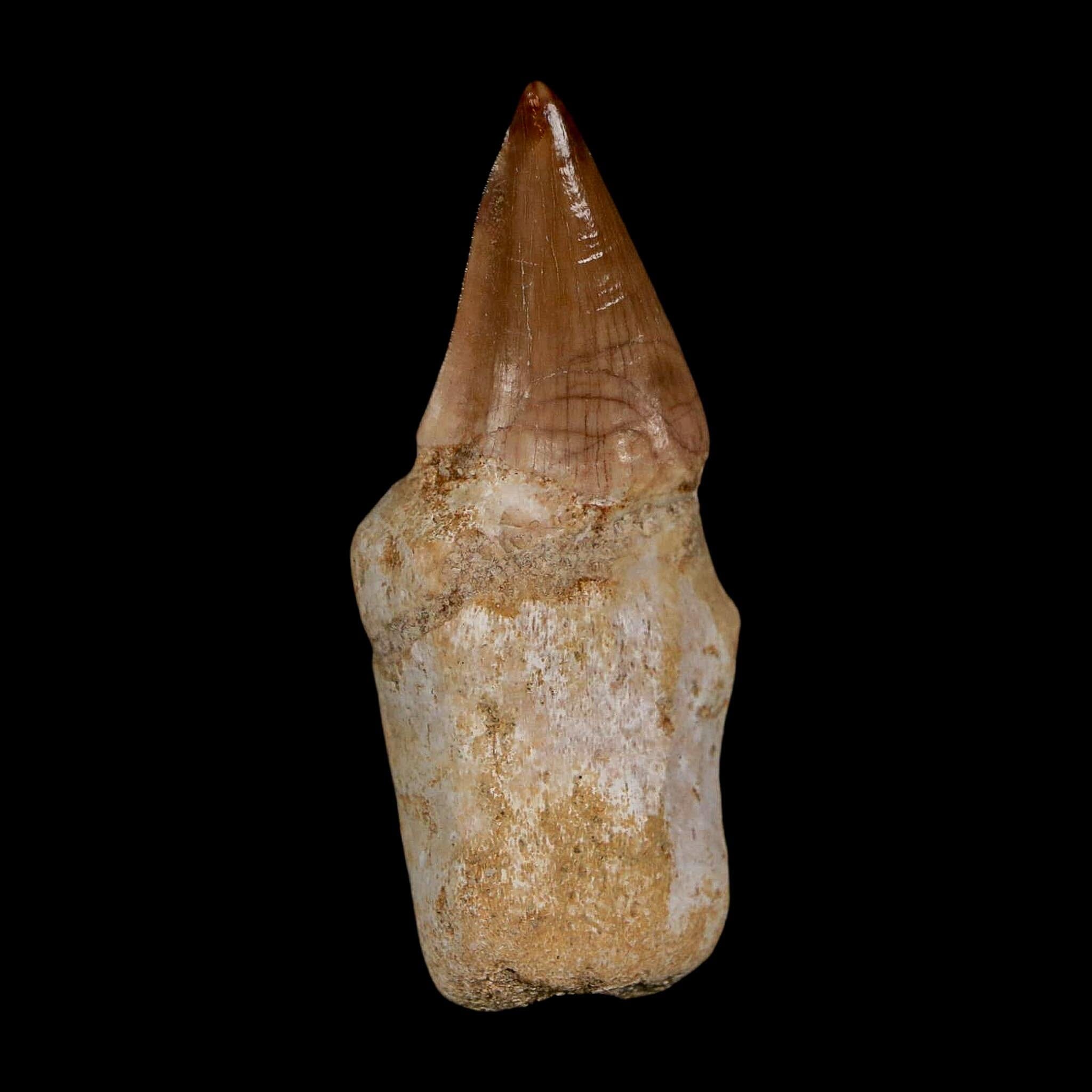 1.9" Halisaurus Walkeri Mosasaur Fossil Tooth Rooted Cretaceous Dinosaur Era COA - Fossil Age Minerals