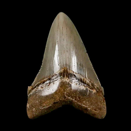 2.6" Quality Otodus Chubutensis Tooth Serrated Fossil Natural Miocene Age