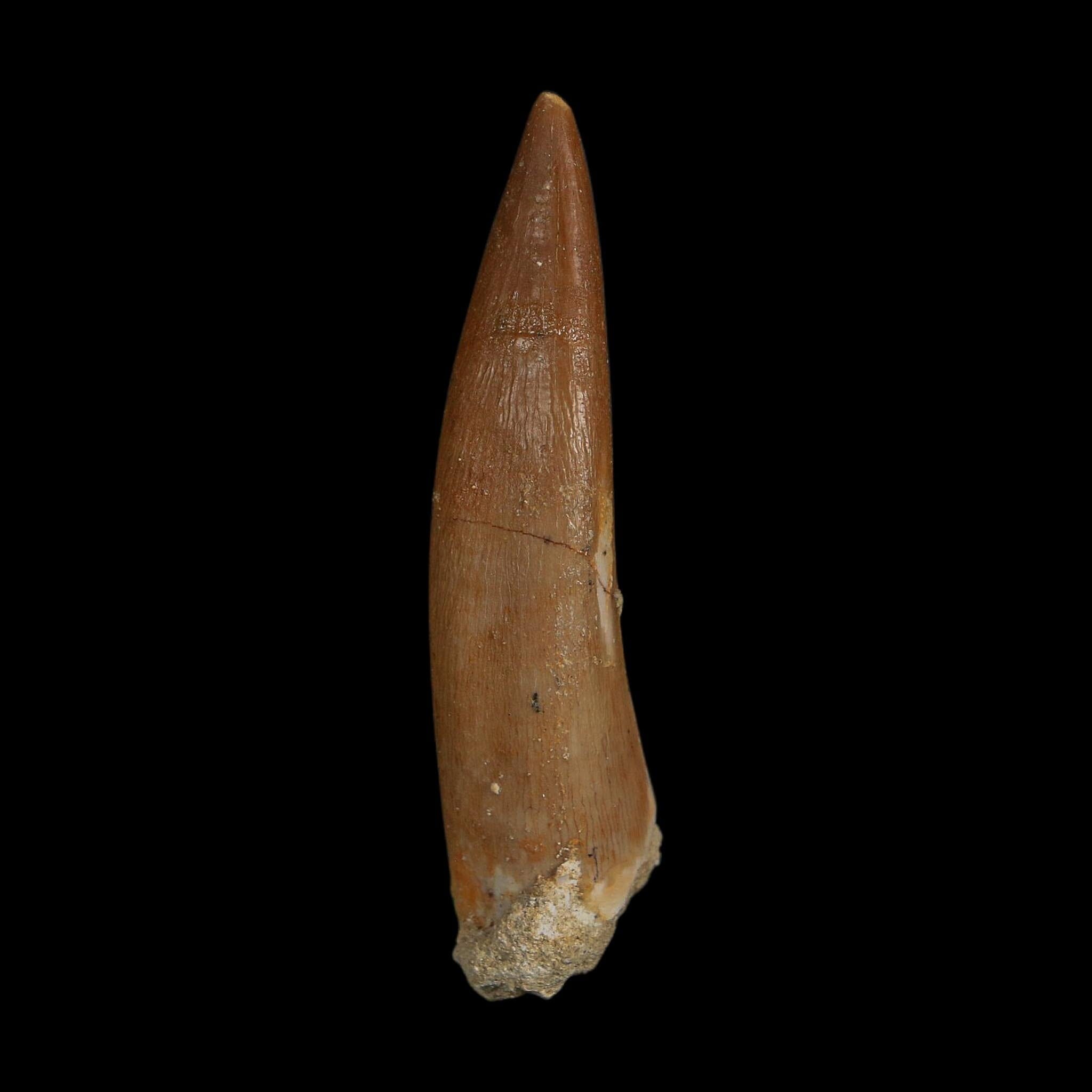 XL 2.2" Plesiosaur Zarafasaura Tooth Fossil Cretaceous Dinosaur Era COA, Stand