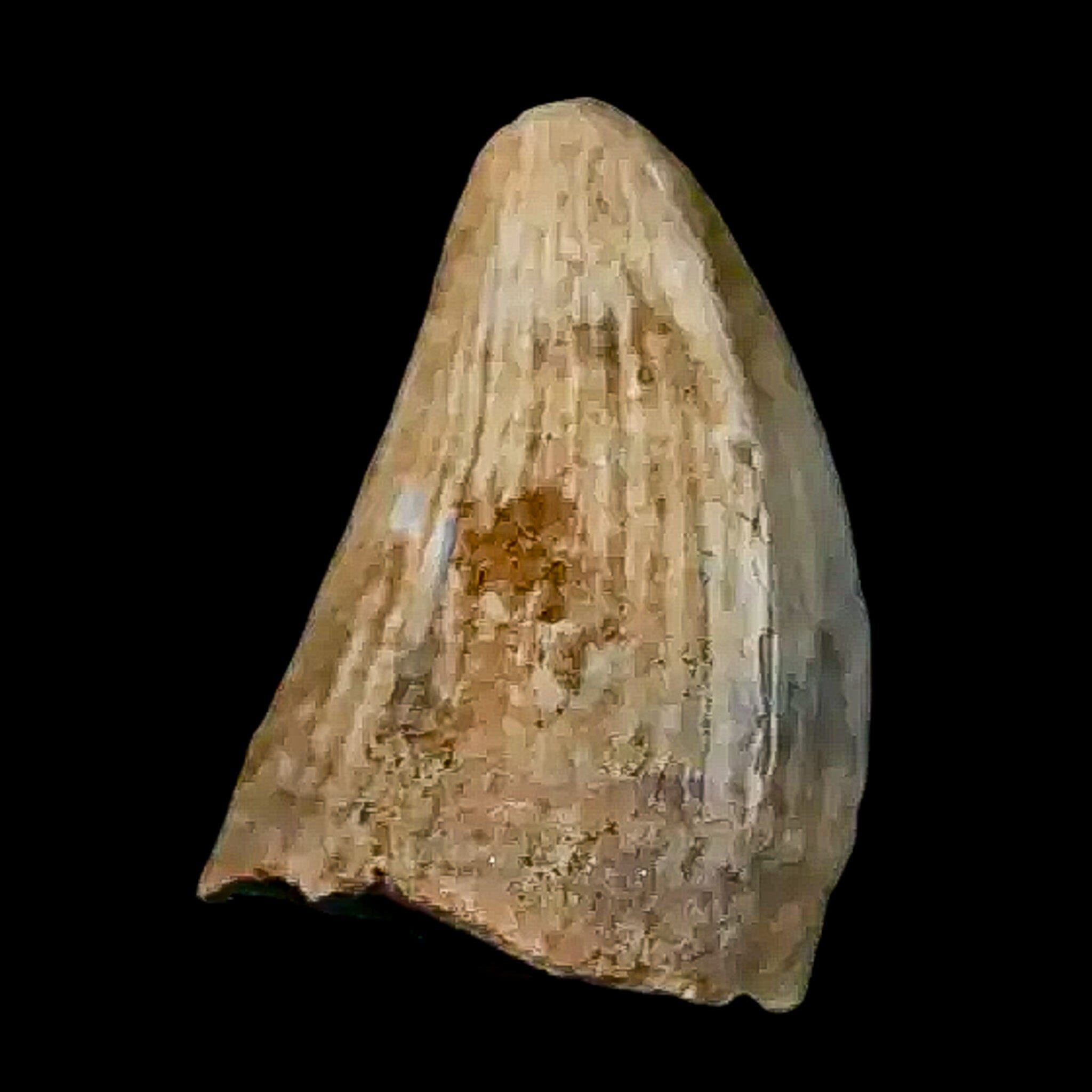 0.4 Crocodile Borealosuchus Fossil Tooth Judith River FM Montana COA Display - Fossil Age Minerals