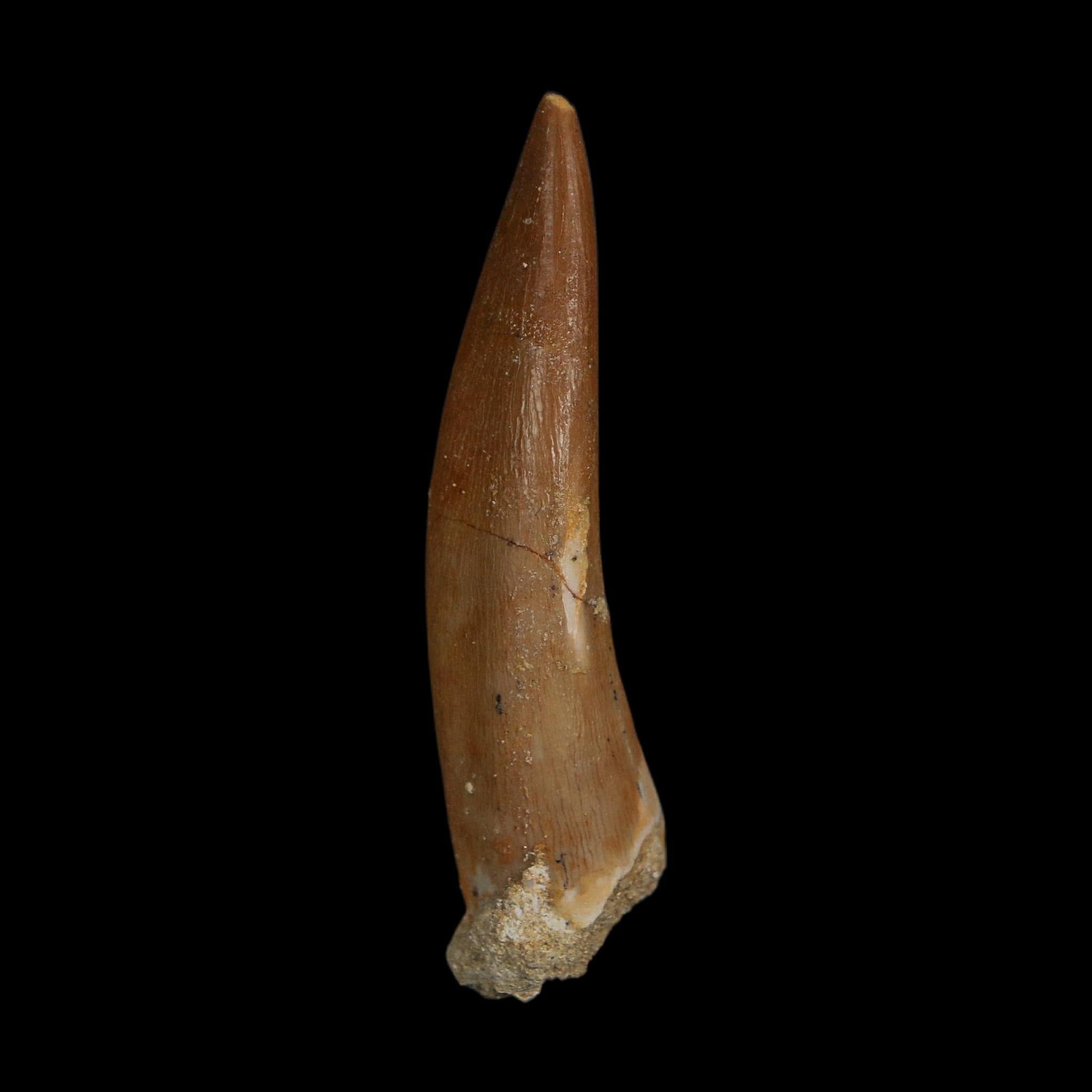 XL 2.2" Plesiosaur Zarafasaura Tooth Fossil Cretaceous Dinosaur Era COA, Stand