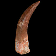 XL 2.3" Plesiosaur Zarafasaura Tooth Fossil Cretaceous Dinosaur Era COA, Stand