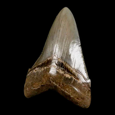 2.6" Quality Otodus Chubutensis Tooth Serrated Fossil Natural Miocene Age