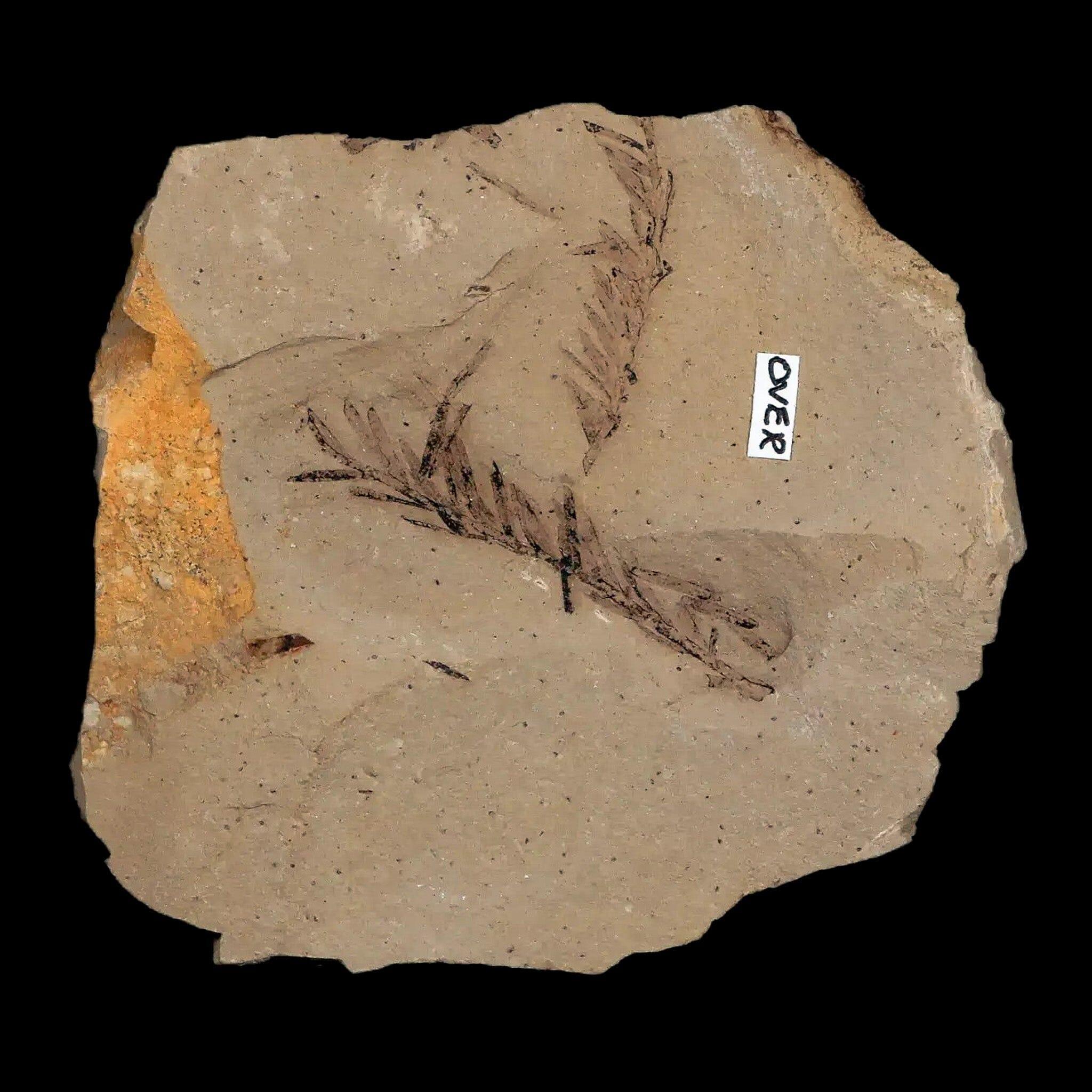 1.6" Detailed Fossil Plant Leafs Metasequoia Dawn Redwood Oligocene Age MT COA - Fossil Age Minerals