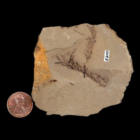 1.6" Detailed Fossil Plant Leafs Metasequoia Dawn Redwood Oligocene Age MT COA - Fossil Age Minerals