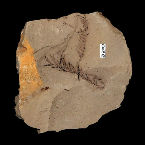 1.6" Detailed Fossil Plant Leafs Metasequoia Dawn Redwood Oligocene Age MT COA - Fossil Age Minerals