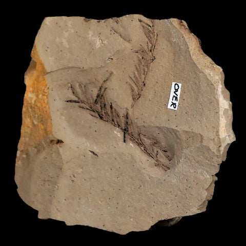 1.6" Detailed Fossil Plant Leafs Metasequoia Dawn Redwood Oligocene Age MT COA - Fossil Age Minerals